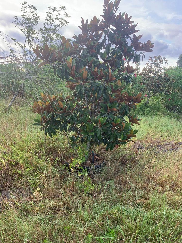 magnolia-grandiflora-little-gem-southern-magnolia-little-gem-southern-magnolia