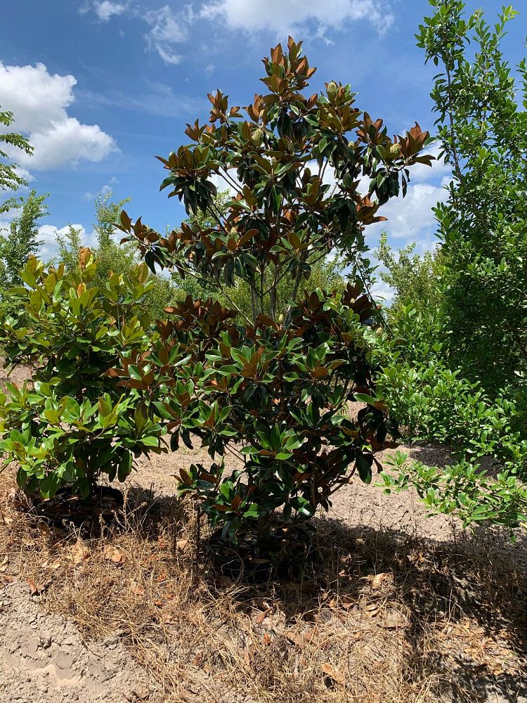 magnolia-grandiflora-little-gem-southern-magnolia-little-gem-southern-magnolia