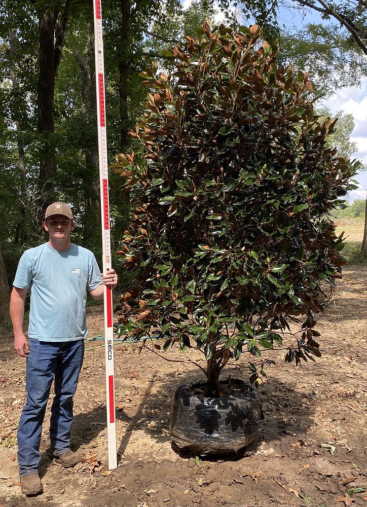 magnolia-grandiflora-little-gem-southern-magnolia-little-gem-southern-magnolia