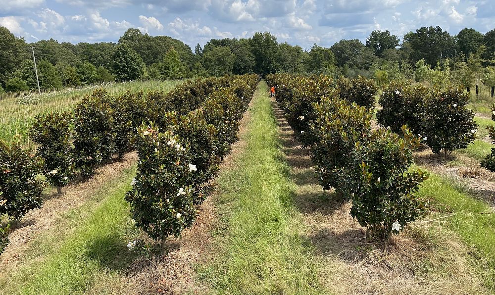 magnolia-grandiflora-little-gem-southern-magnolia-little-gem-southern-magnolia