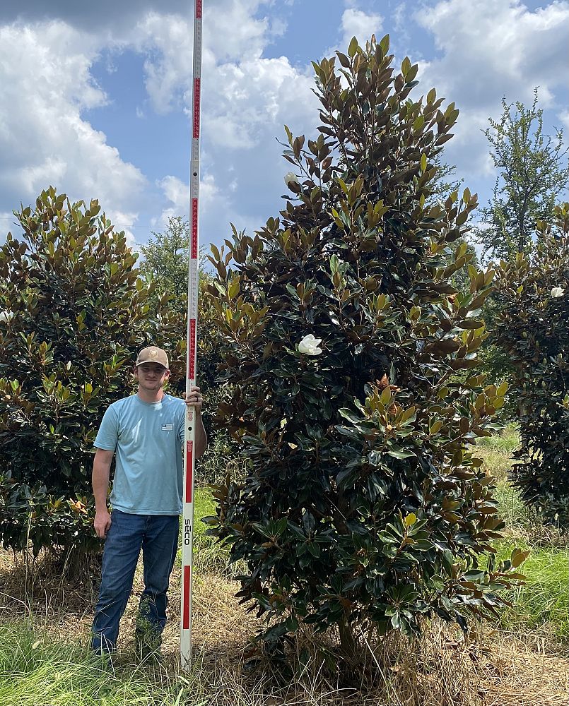 magnolia-grandiflora-little-gem-southern-magnolia-little-gem-southern-magnolia