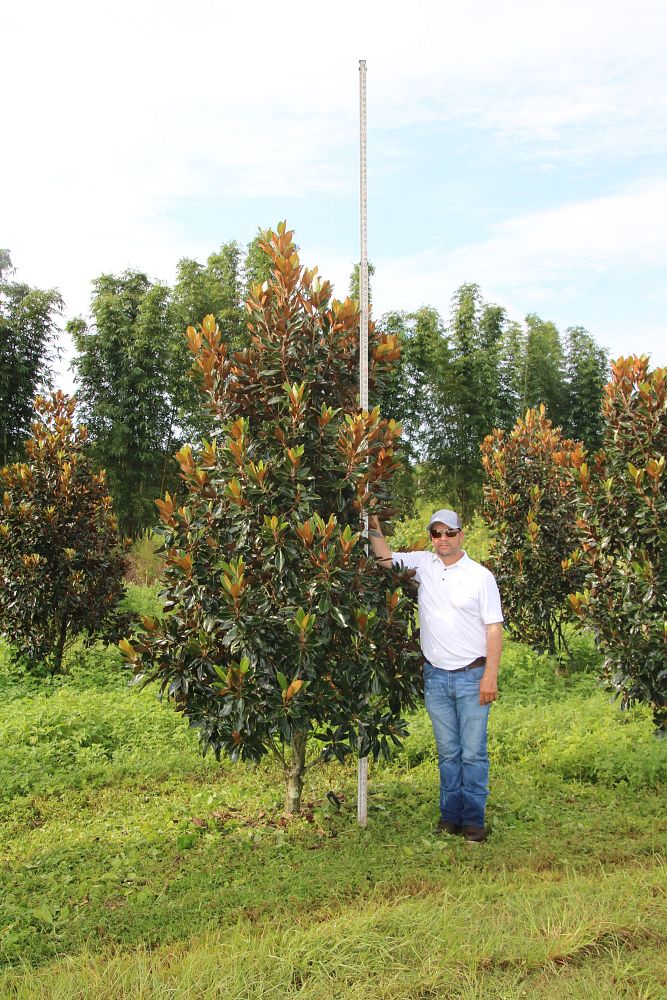 magnolia-grandiflora-little-gem-southern-magnolia-little-gem-southern-magnolia