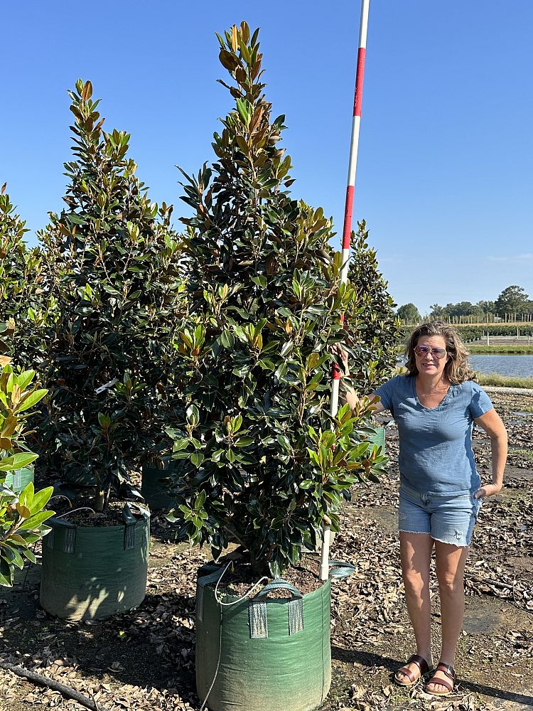 magnolia-grandiflora-little-gem-southern-magnolia-little-gem-southern-magnolia