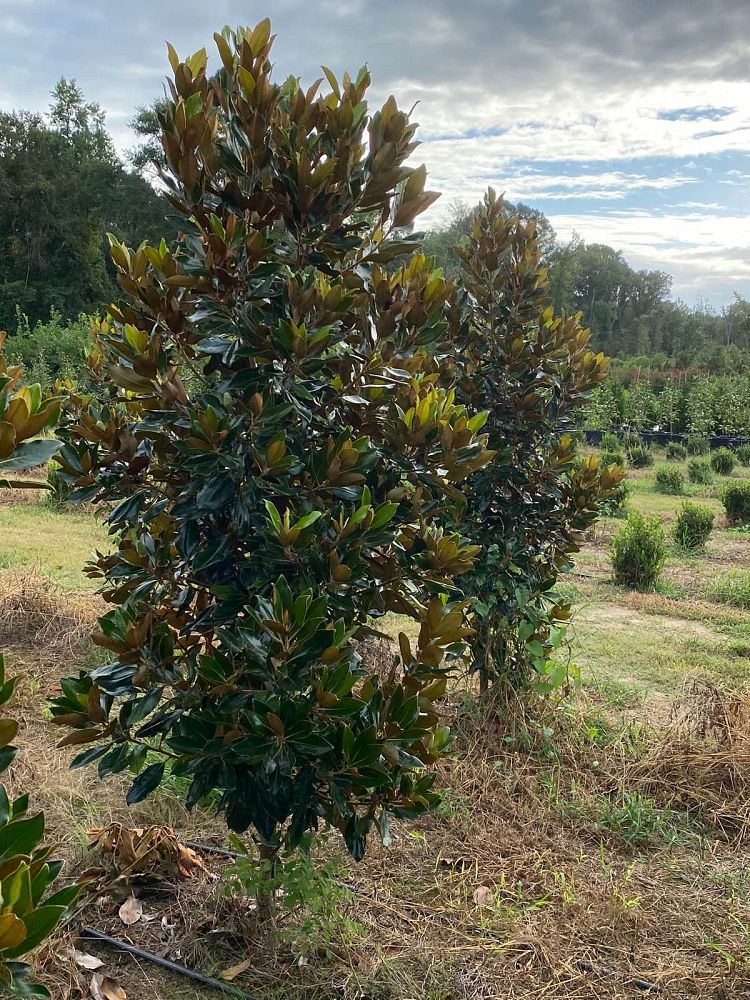 magnolia-grandiflora-little-gem-southern-magnolia-little-gem-southern-magnolia