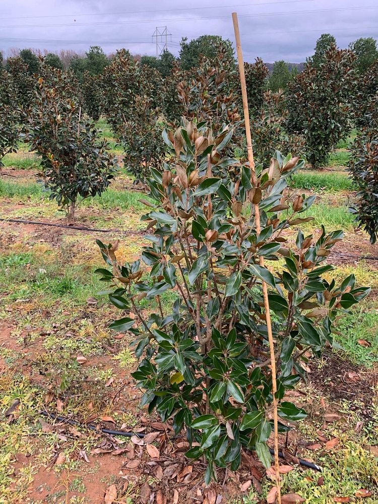 magnolia-grandiflora-little-gem-southern-magnolia-little-gem-southern-magnolia