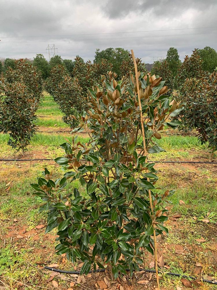 magnolia-grandiflora-little-gem-southern-magnolia-little-gem-southern-magnolia