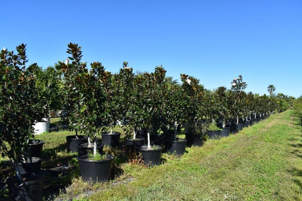 magnolia-grandiflora-little-gem-southern-magnolia-little-gem-southern-magnolia