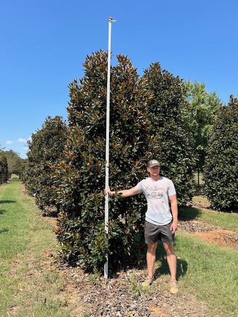 magnolia-grandiflora-little-gem-southern-magnolia-little-gem-southern-magnolia