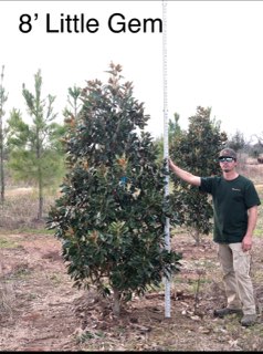 magnolia-grandiflora-little-gem-southern-magnolia-little-gem-southern-magnolia