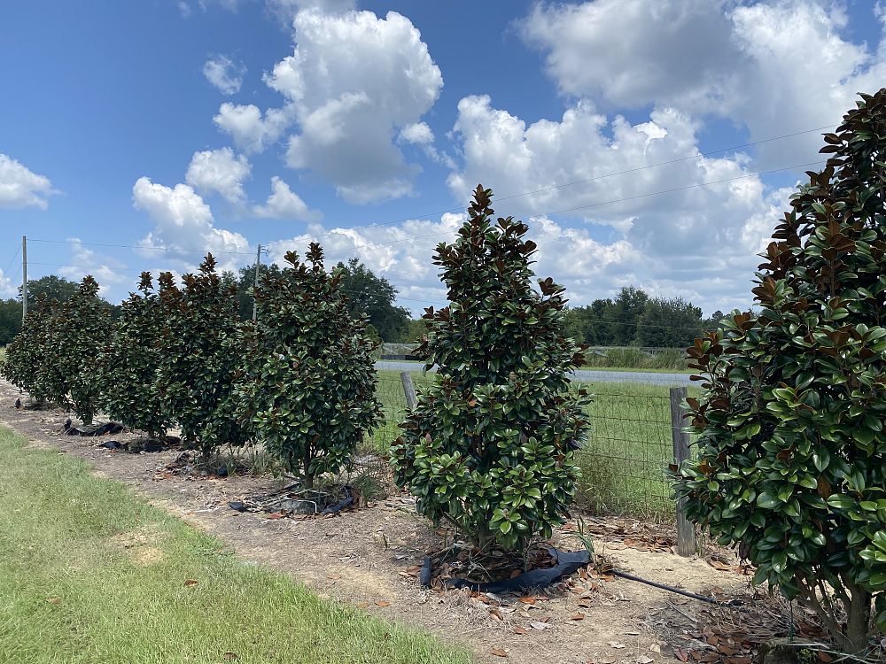 magnolia-grandiflora-southern-charm-southern-magnolia-teddy-bear