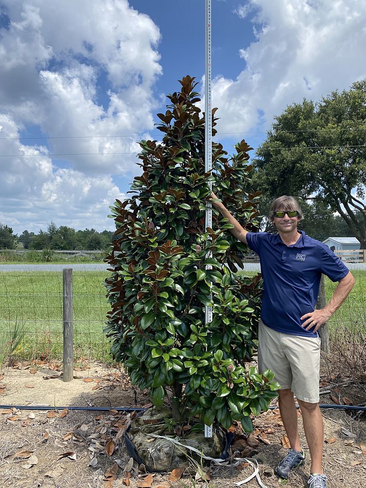 magnolia-grandiflora-southern-charm-southern-magnolia-teddy-bear