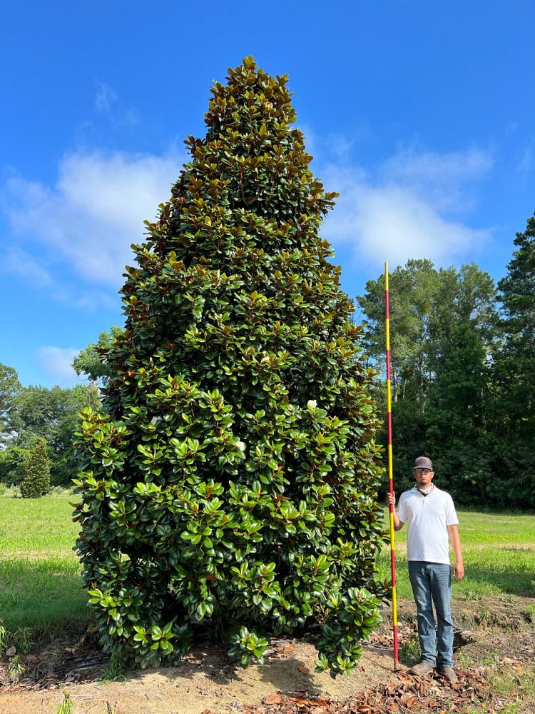 magnolia-grandiflora-southern-charm-southern-magnolia-teddy-bear