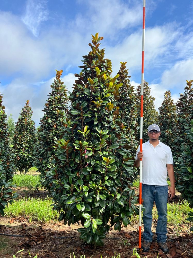 magnolia-grandiflora-southern-charm-southern-magnolia-teddy-bear