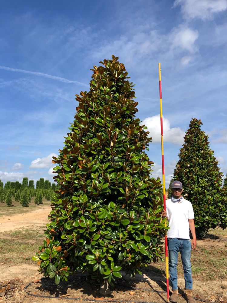 magnolia-grandiflora-southern-charm-southern-magnolia-teddy-bear