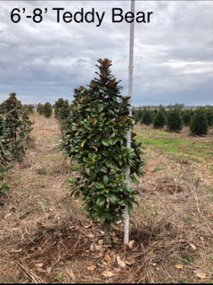 magnolia-grandiflora-southern-charm-southern-magnolia-teddy-bear