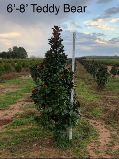 magnolia-grandiflora-southern-charm-southern-magnolia-teddy-bear