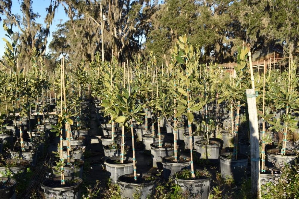 magnolia-grandiflora-southern-magnolia