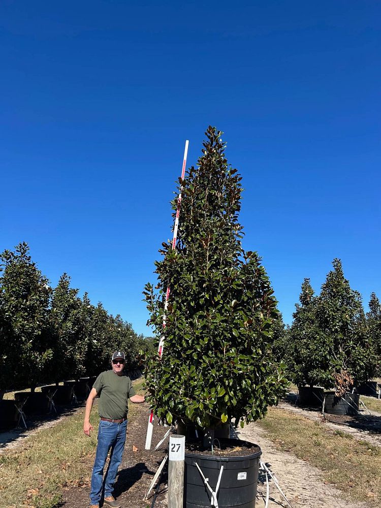 magnolia-grandiflora-southern-magnolia