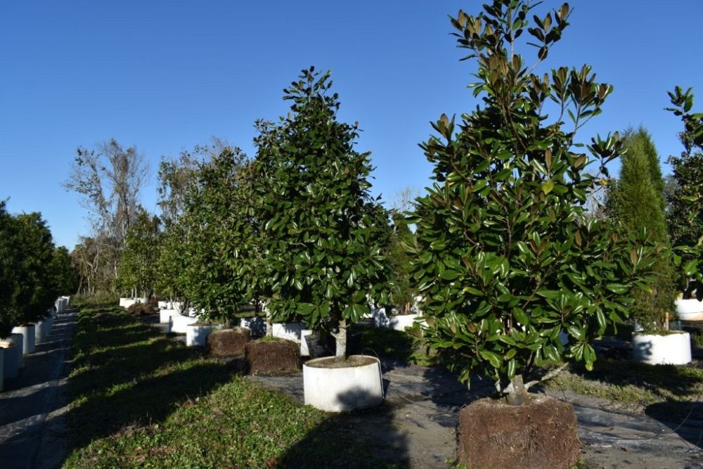 magnolia-grandiflora-southern-magnolia