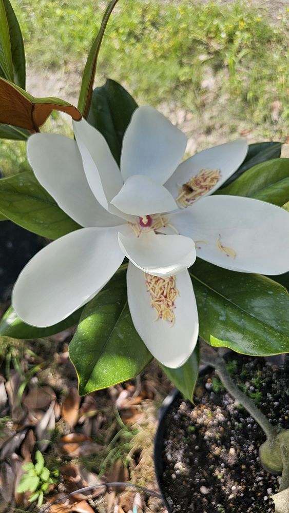 magnolia-grandiflora-southern-magnolia