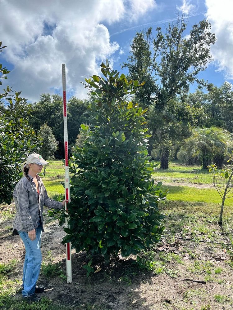 magnolia-grandiflora-southern-magnolia