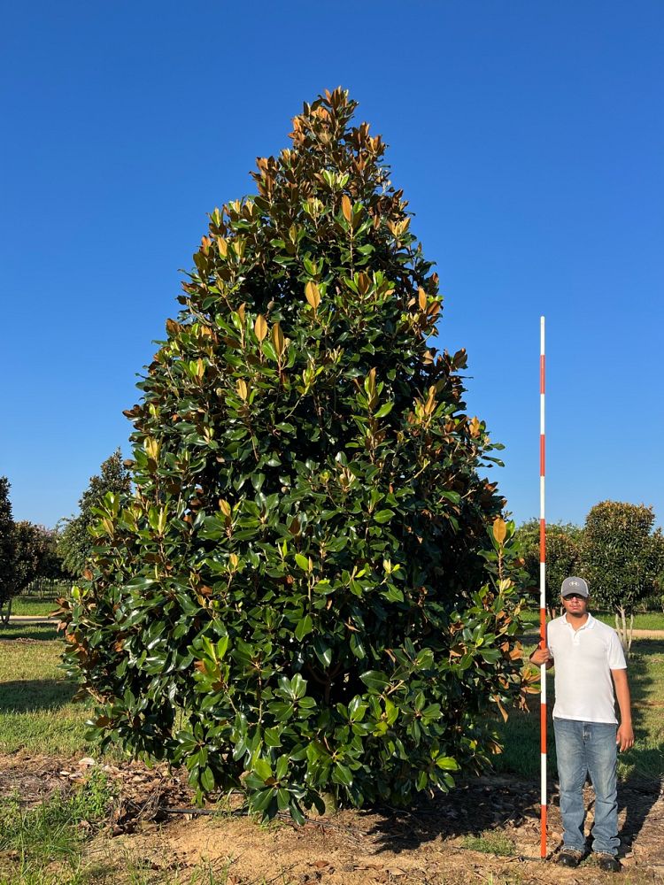 magnolia-grandiflora-southern-magnolia