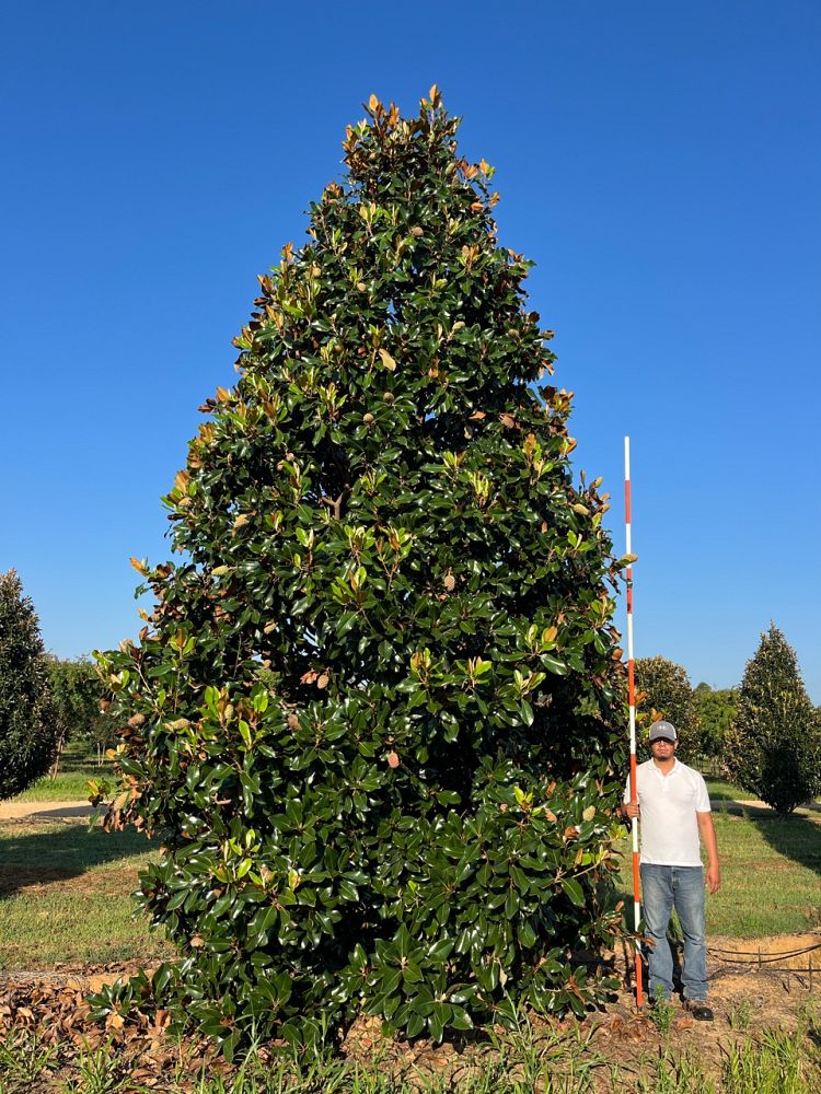 magnolia-grandiflora-southern-magnolia