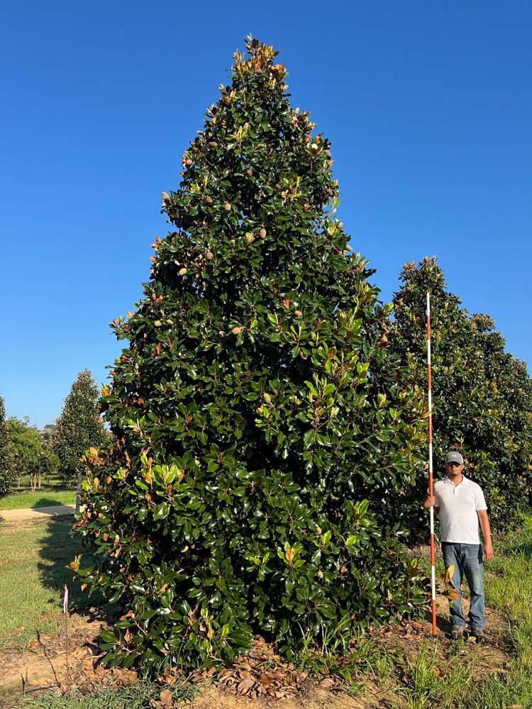 magnolia-grandiflora-southern-magnolia