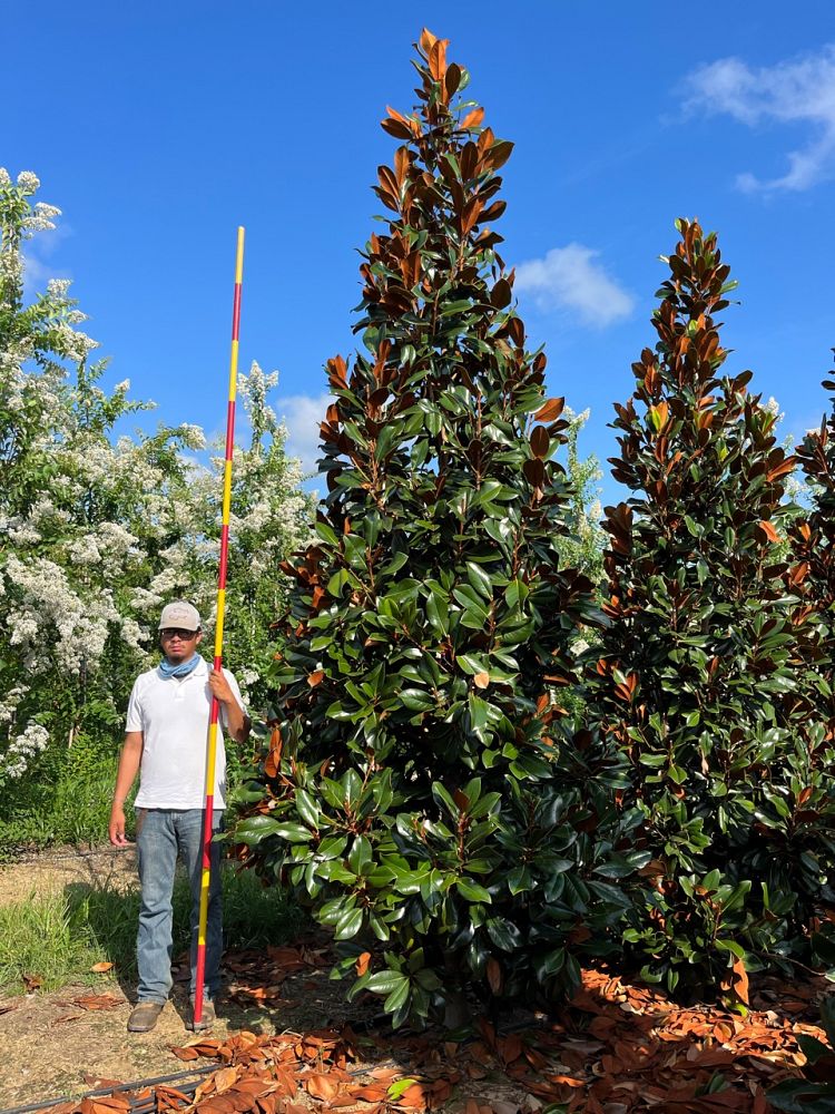 magnolia-grandiflora-southern-magnolia