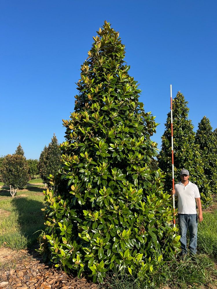 magnolia-grandiflora-southern-magnolia