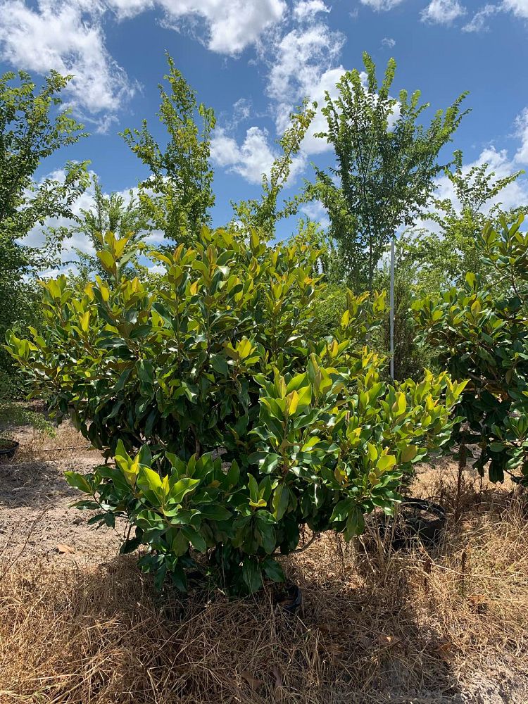 magnolia-grandiflora-southern-magnolia