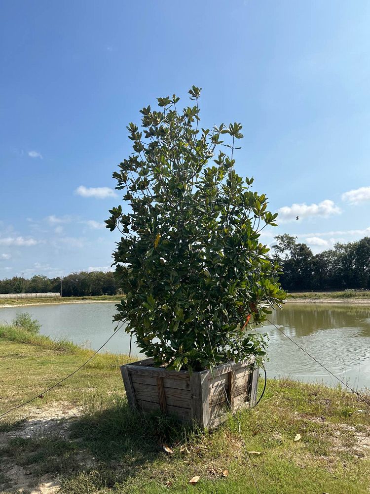 magnolia-grandiflora-southern-magnolia