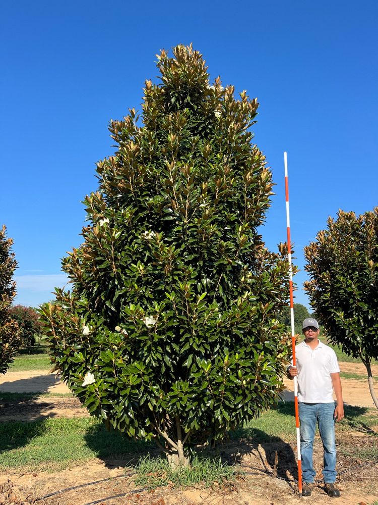 magnolia-grandiflora-tmgh-southern-magnolia-alta