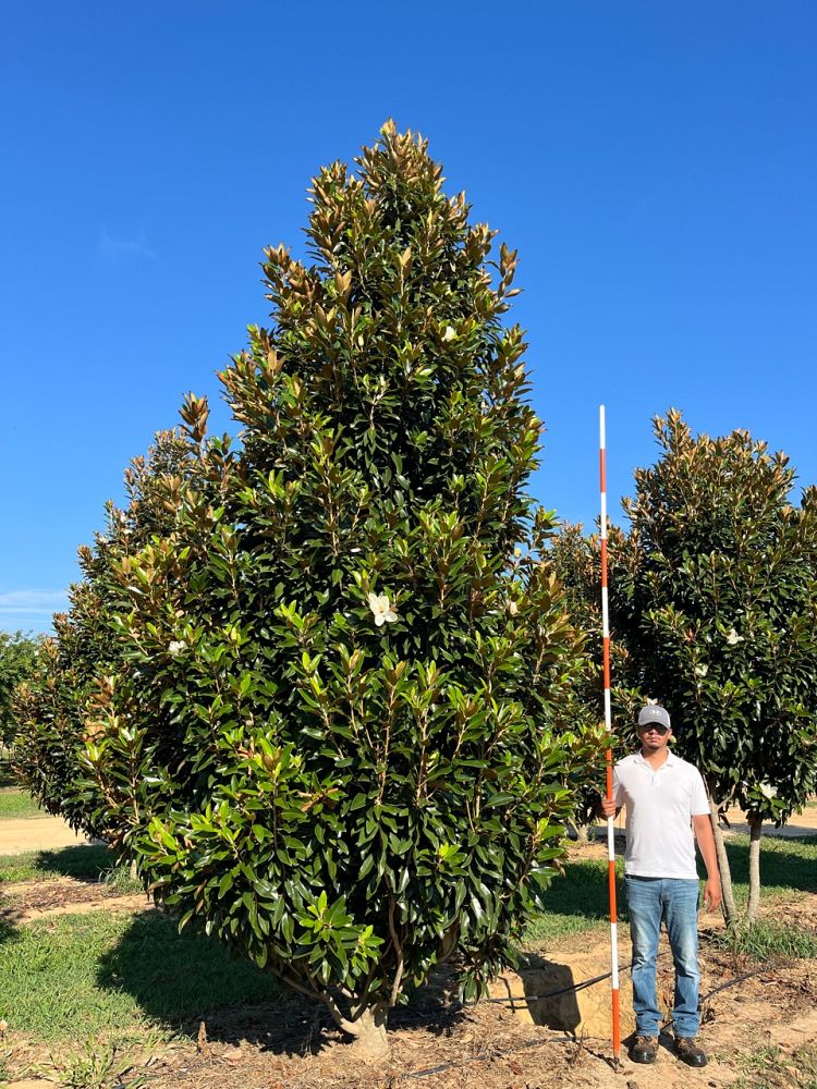 magnolia-grandiflora-tmgh-southern-magnolia-alta