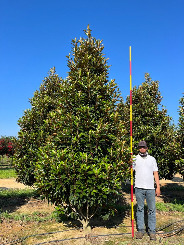 magnolia-grandiflora-tmgh-southern-magnolia-alta