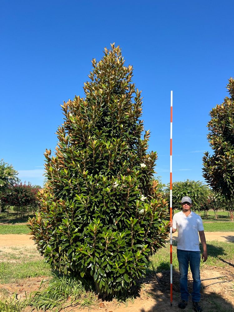 magnolia-grandiflora-tmgh-southern-magnolia-alta