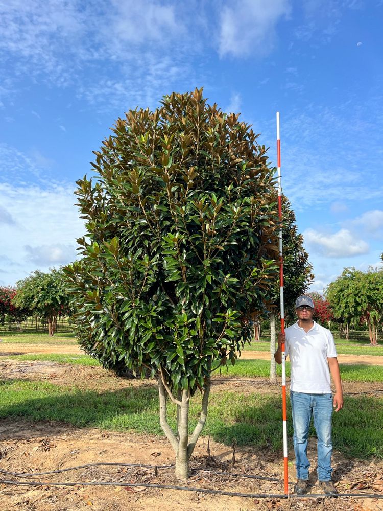 magnolia-grandiflora-tmgh-southern-magnolia-alta