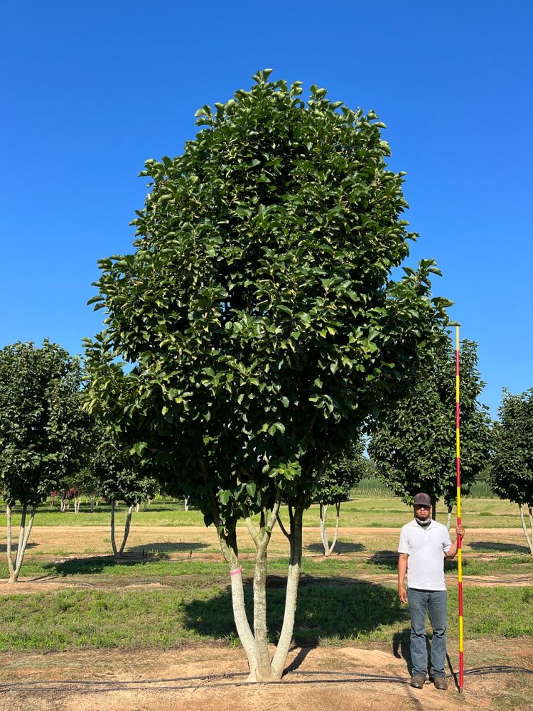 magnolia-soulangeana-dark-alexandrina-saucer-magnolia