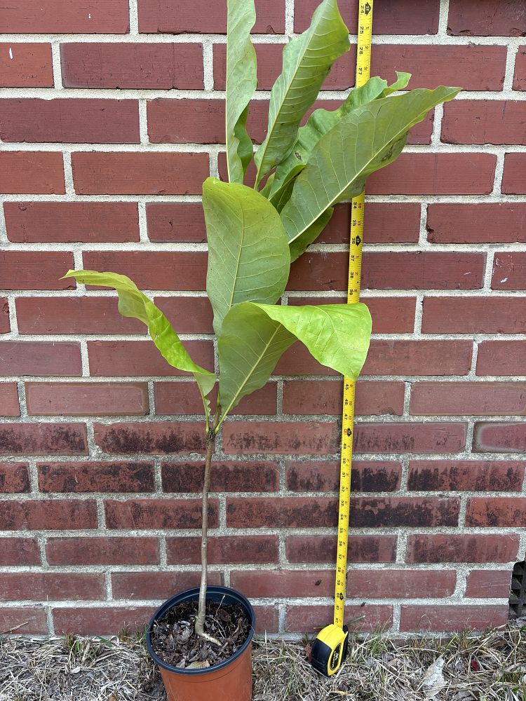 magnolia-tripetala-umbrella-magnolia