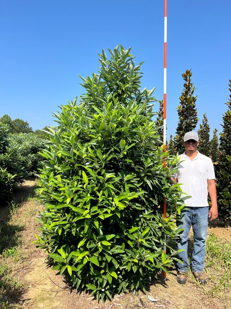 magnolia-virginiana-australis-sweet-thing-evergreen-sweetbay-magnolia