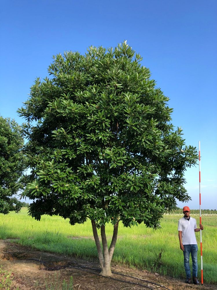 magnolia-virginiana-green-shadow-sweetbay-magnolia