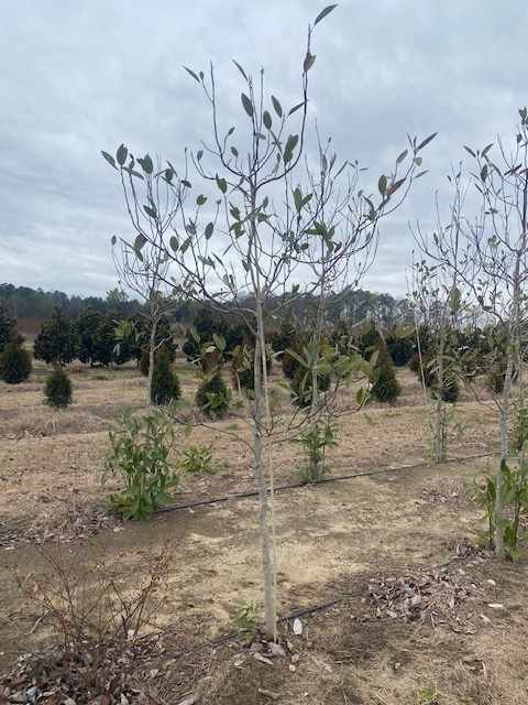 magnolia-virginiana-jim-wilson-sweetbay-magnolia