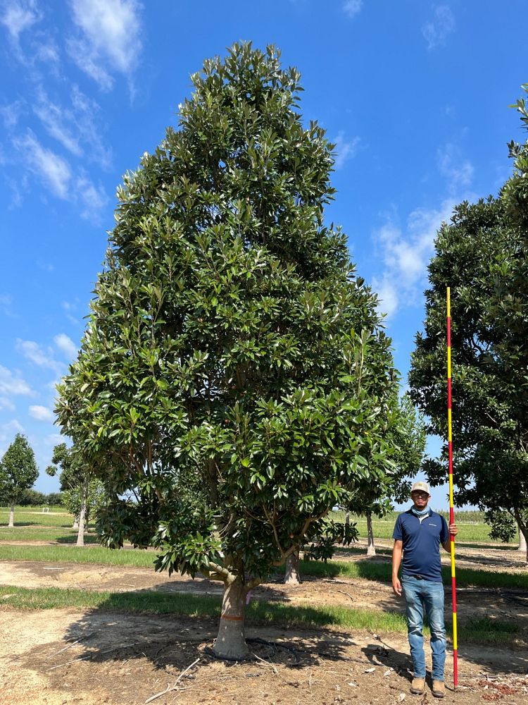 magnolia-virginiana-mvhh-sweetbay-magnolia-green-mile