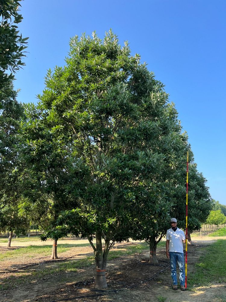 magnolia-virginiana-mvhh-sweetbay-magnolia-green-mile