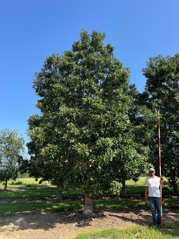 magnolia-virginiana-mvhh-sweetbay-magnolia-green-mile