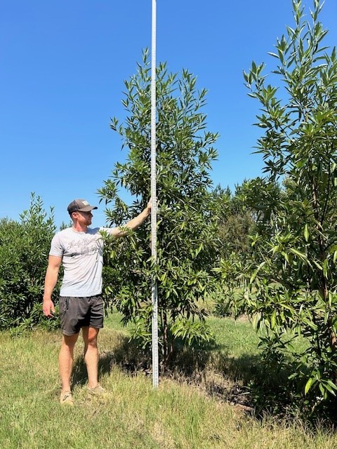 magnolia-virginiana-mvmtf-sweetbay-magnolia-keltyk