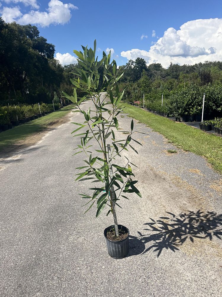 magnolia-virginiana-sweetbay-magnolia