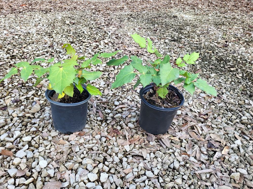 mahonia-bealei-leatherleaf-mahonia