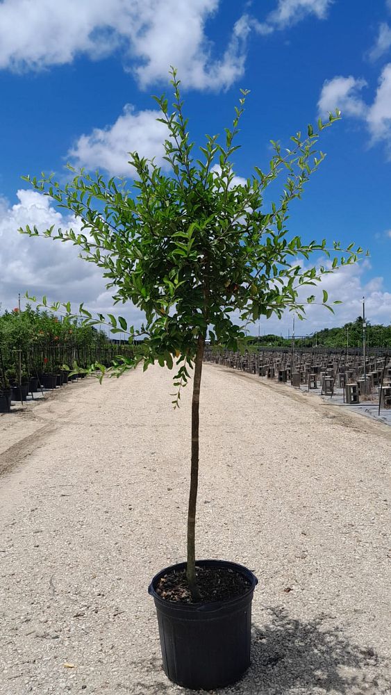 malpighia-glabra-barbados-cherry