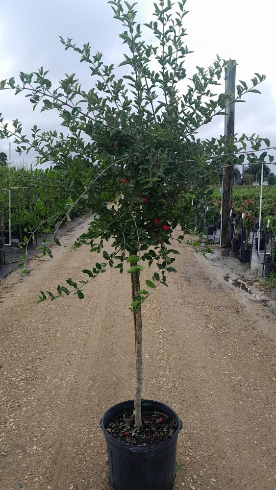 malpighia-glabra-barbados-cherry